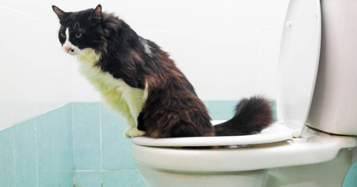 Why You Should Never Flush Cat Litter Down the Toilet: A Plumber's Warning - Elizabeth Drain And Plumbing